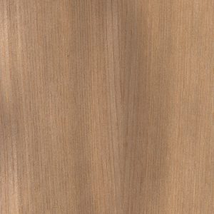 NE541-Elm